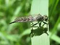 Neoitamus orphne - photo 4
