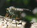 Neoitamus orphne - photo 5