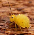 Neokatianna acantholaema