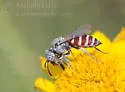 Neolarra verbesinae