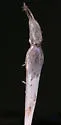 Neolasioptera allioniae - photo 2