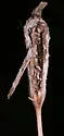 Neolasioptera allioniae - photo 3