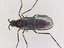 Neolasioptera allioniae - photo 4