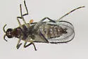 Neolasioptera allioniae - photo 5