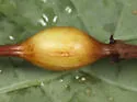 Neolasioptera boehmeriae