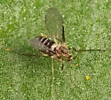 Neolasioptera boehmeriae - photo 2