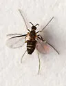 Neolasioptera boehmeriae - photo 4