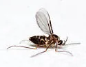 Neolasioptera boehmeriae - photo 5