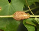 Neolasioptera convolvuli