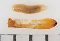 Neolasioptera convolvuli - photo 4