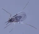 Neolasioptera cornicola