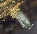 Neolasioptera cornicola - photo 2