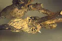 Neolasioptera cornicola - photo 3