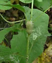 Neolasioptera eupatorii - photo 3