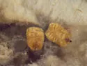 Neolasioptera eupatorii - photo 5