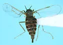 sunflower seed midge