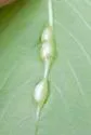 Neolasioptera impatientifolia