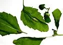 Neolasioptera impatientifolia - photo 4