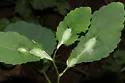Neolasioptera impatientifolia - photo 5