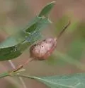 Neolasioptera lathami - photo 3