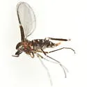 Neolasioptera lycopi