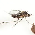 Neolasioptera lycopi - photo 2