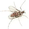 Neolasioptera lycopi - photo 3