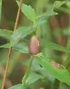 Neolasioptera lycopi - photo 5
