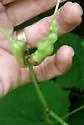 Nodular Stem Gall Midge