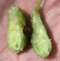 Nodular Stem Gall Midge - photo 2