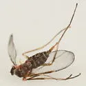 Nodular Stem Gall Midge - photo 3