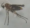 Nodular Stem Gall Midge - photo 4