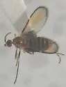 Nodular Stem Gall Midge - photo 5
