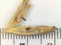 Neolasioptera perfoliata - photo 2
