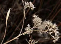 Neolasioptera perfoliata - photo 4