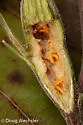 Neolasioptera perfoliata - photo 5