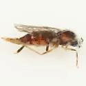 Neolasioptera possible-new-species-on-galium - photo 5