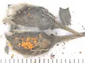 Neolasioptera species-on-lithospermum