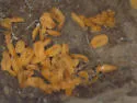 Neolasioptera species-on-lithospermum - photo 2