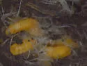 Neolasioptera species-on-lithospermum - photo 3