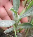 Neolasioptera species-on-lithospermum - photo 5