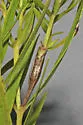Neolasioptera truncata - photo 2