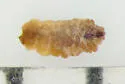 Neolasioptera truncata - photo 4