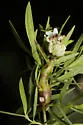 Neolasioptera truncata - photo 5