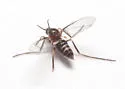 Neolasioptera undescribed-species-on-erechtites