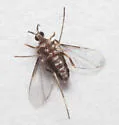 Neolasioptera undescribed-species-on-erechtites - photo 2
