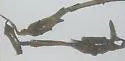 Neolasioptera undescribed-species-on-erechtites - photo 3