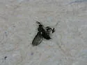 Neolasioptera undescribed-species-on-erechtites - photo 5
