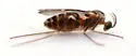 Neolasioptera vernoniae - photo 3