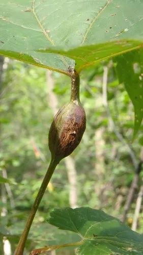 Neolasioptera vitinea